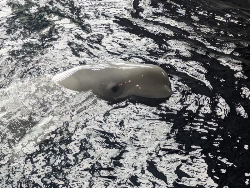 I saw a beluga whale in chicago last year. It was such a surreal experience. Their eyes, they are so human.<br><br><a href="https://80000hours.org/problem-profiles/factory-farming/#treatment" target="_blank" rel="noopener">We really should not treat <i>them</i> the way we do.</a>